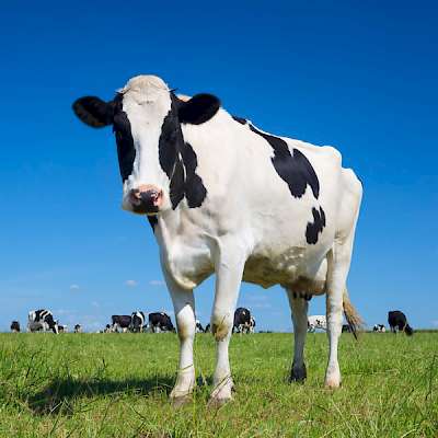 Dairy Cow in a Field